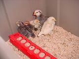 Chicks.jpg image by TubeMountain